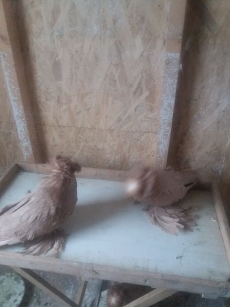  - L-Tobosari de Buhara