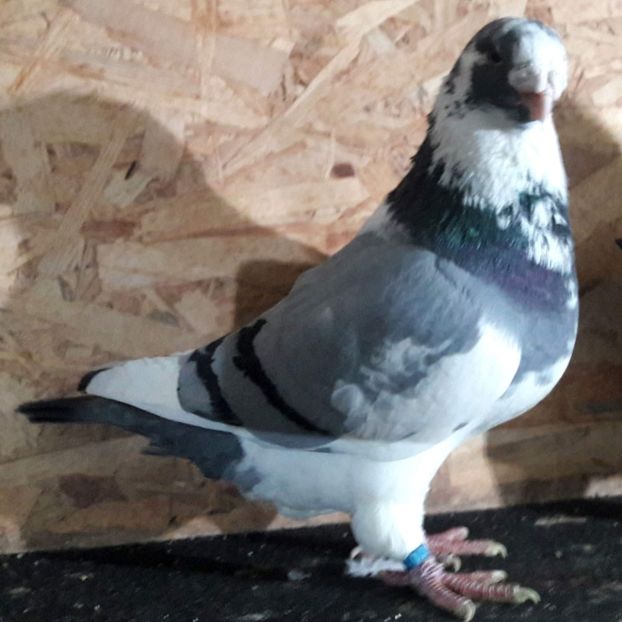  - 3---AGH DAȚI 2019 - 2025