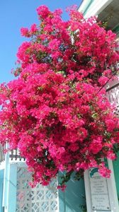 1ae69de8853b9827fdc136d3ad95f8c5 - Bougainvillea