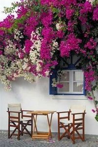 2d7a3a86c0f86bfd7bf789cd8664faf6 - Bougainvillea