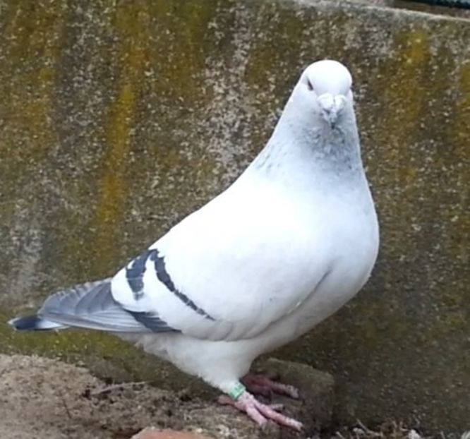 U-546 ARCHIWUM - f- MLODE -2019- Youth