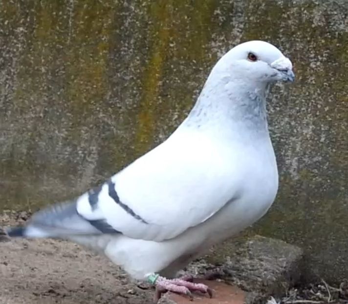 U-546 ARCHIWUM - f- MLODE -2019- Youth