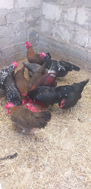  - Gaini italiene 2020