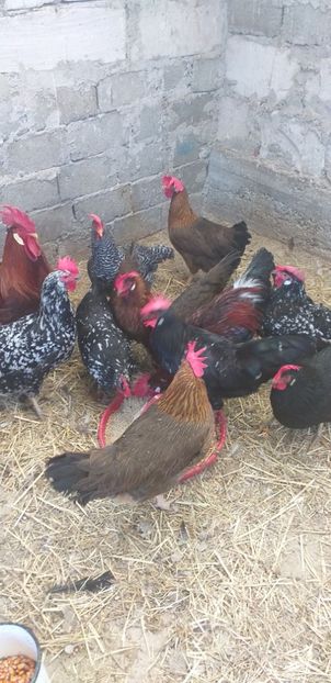  - Gaini italiene 2020