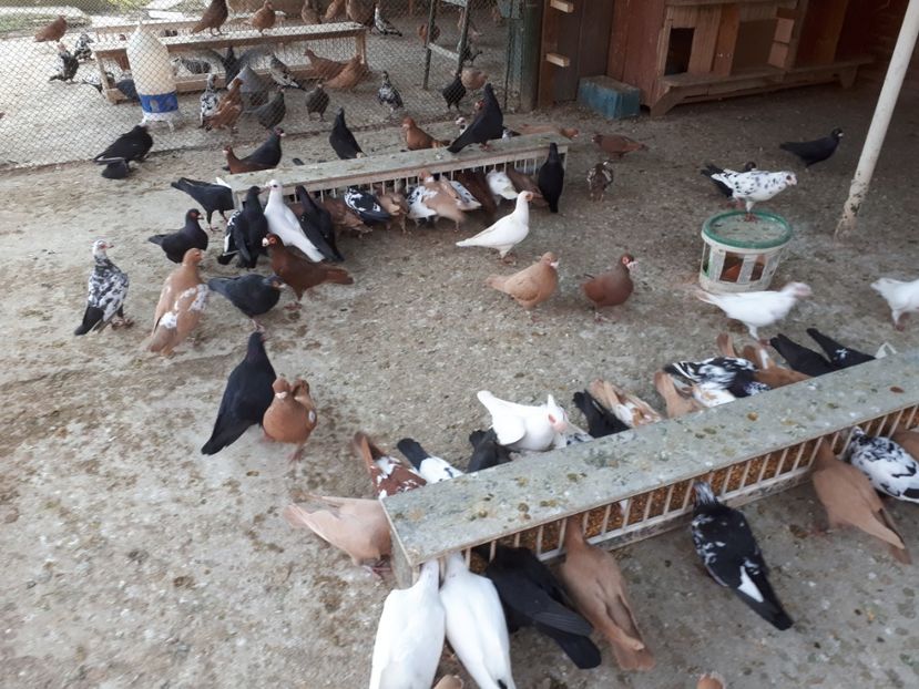  - J _ carunculați 2020