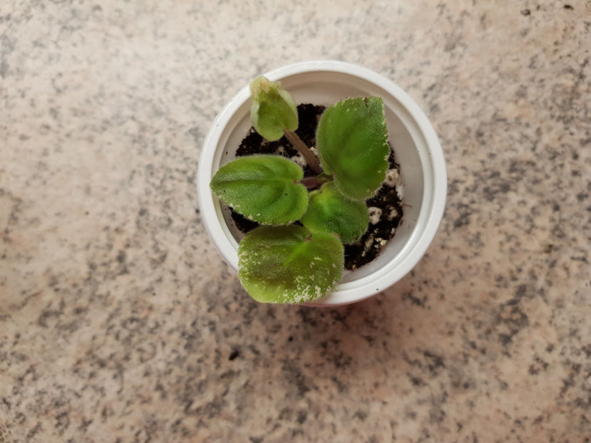 20190529_184231[1] - Ma s Second Thoughts