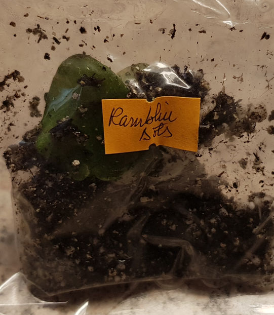 07.08.2019 - Ramblin Dots