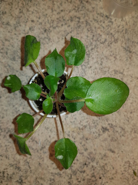 12.11.2019 - Ramblin Lace