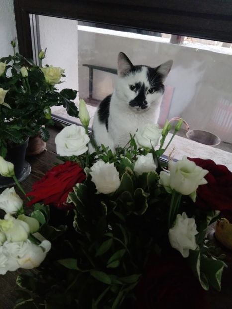 18 februarie - Micile mele feline 2020