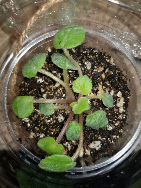 30.10.2019 - Rob s Mirriwinni chimera