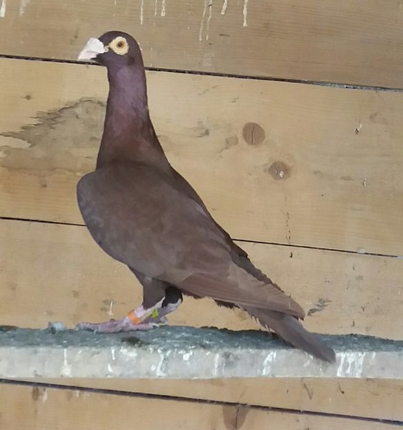 M bagdet - De vanzare 2020