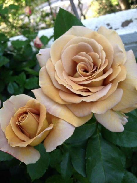 honey dijon 43 ron - Noutati trandafiri wwwgradinutacufloriro