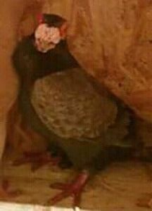  - CARUNCULATII  AUTOHTONI