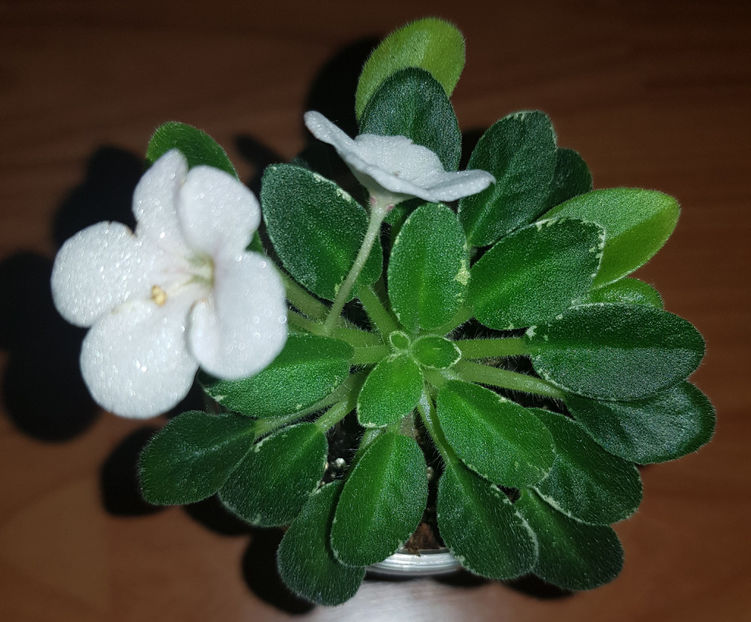 14.02.2020 - Two-W Sandellen