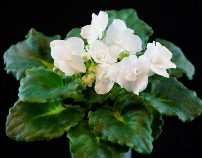 Poza net - White Madona