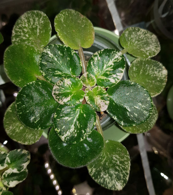 17.02.2020 - Lyons Minnie HaHa