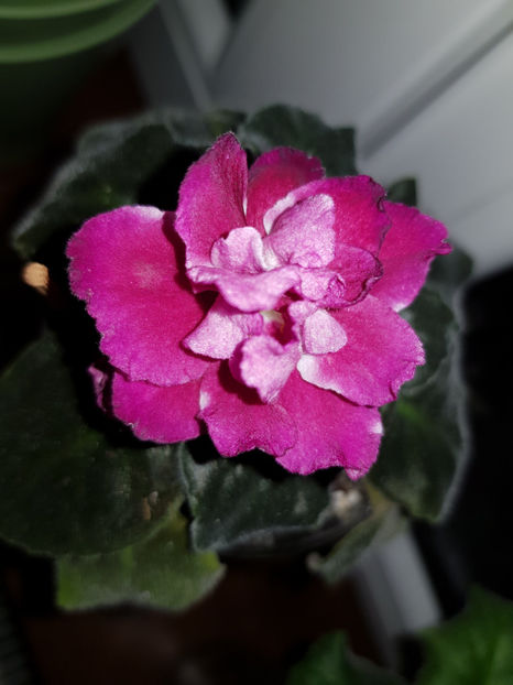 09.05.2019 - Moroznaia Vishnia