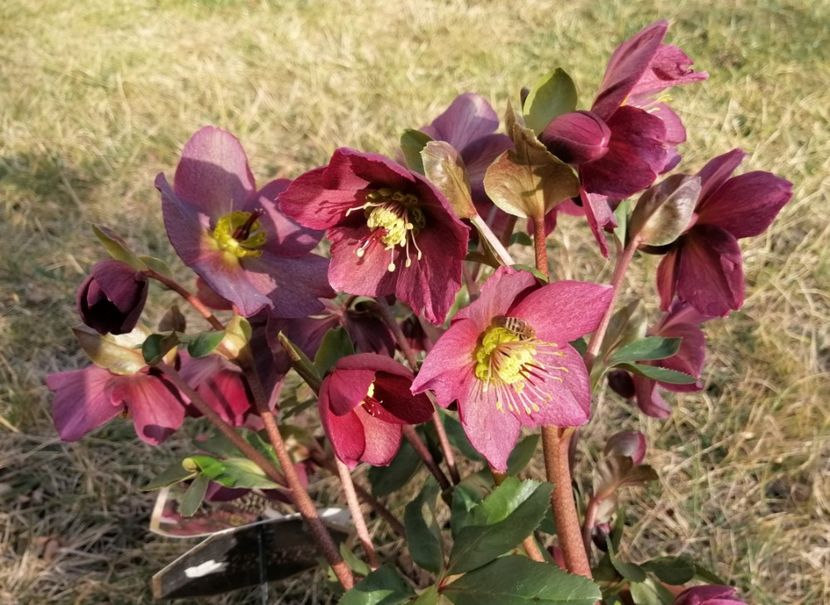 helleborus Ice N Roses Red - 2020 Ian feb martie aprilie