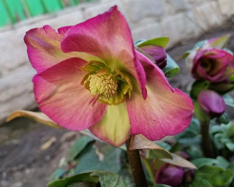 helleborus Ice N Roses Rose - 2020 Ian feb martie aprilie