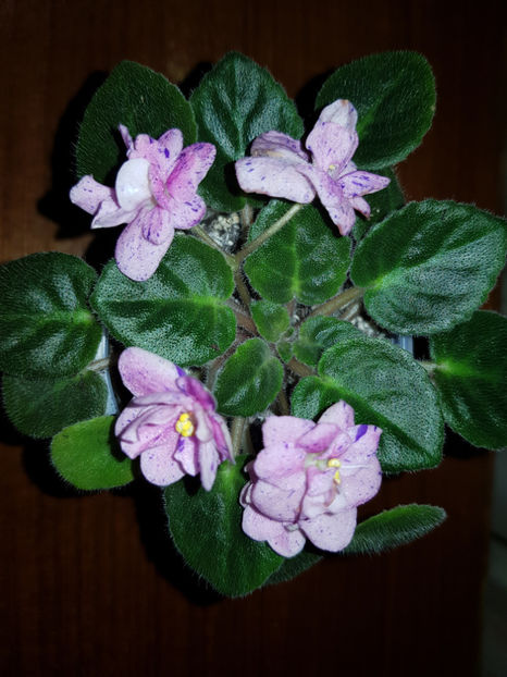 20190509_205425[1] - Rob s Dust Storm