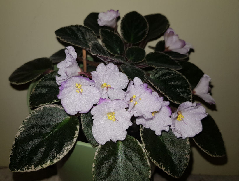 21.05.2019 - Rob s Pewter Bells