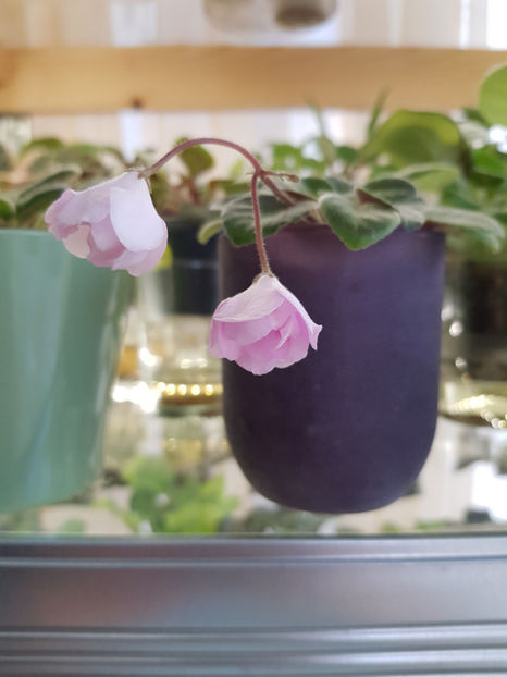 14.02.2020 - Rose Garden