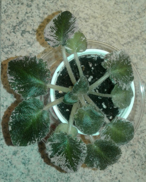 12.07.2018 - Rowdy Ray