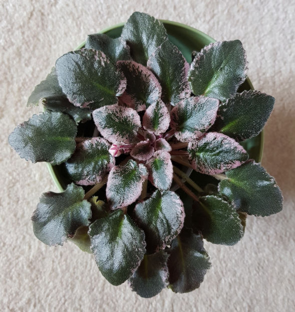 23.03.2019 - Rowdy Ray