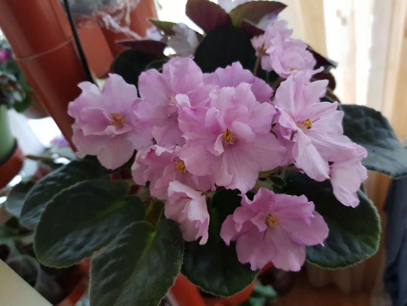 1905[1] - RS Modern Waltz