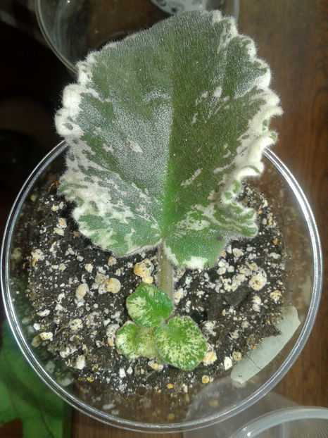 20180813_190947[1] - Sansoucy Coco