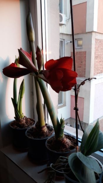  - AMARYLLIS