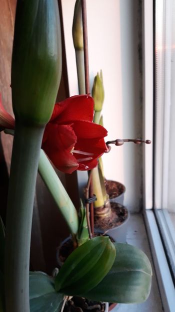  - AMARYLLIS