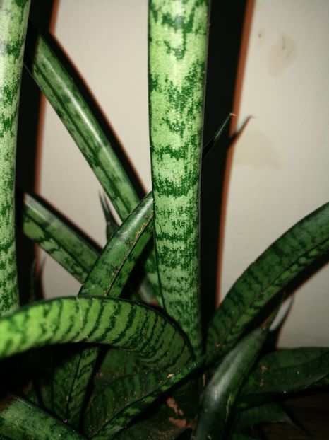  - Sansevieria