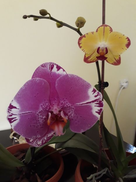  - 2 Orhidee Phalenopsis