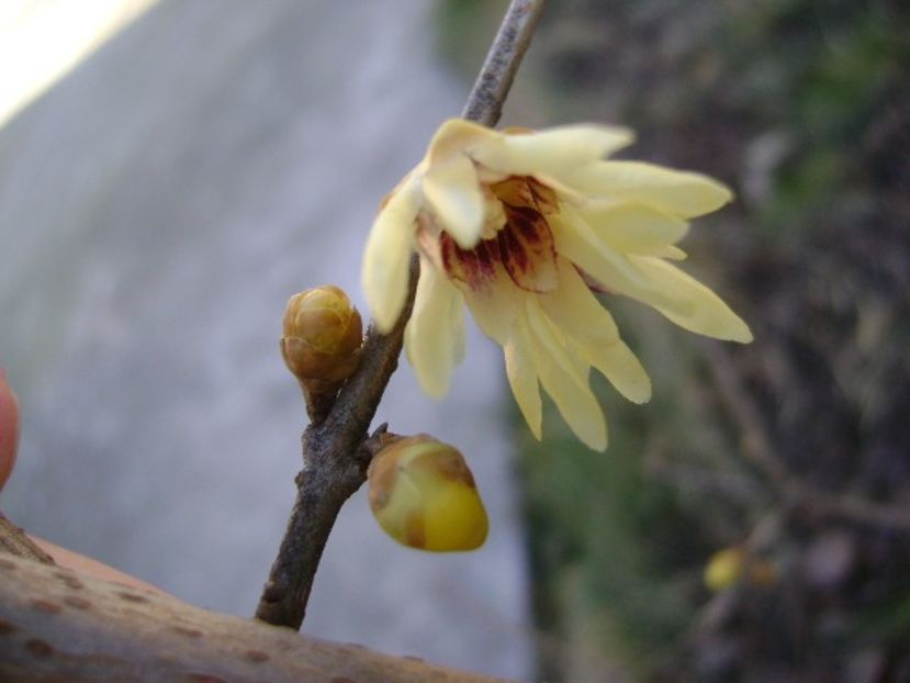 18 febr. 2020 - Arbustul zânei (Chimonanthus praecox) - v Iarna 2019-2020