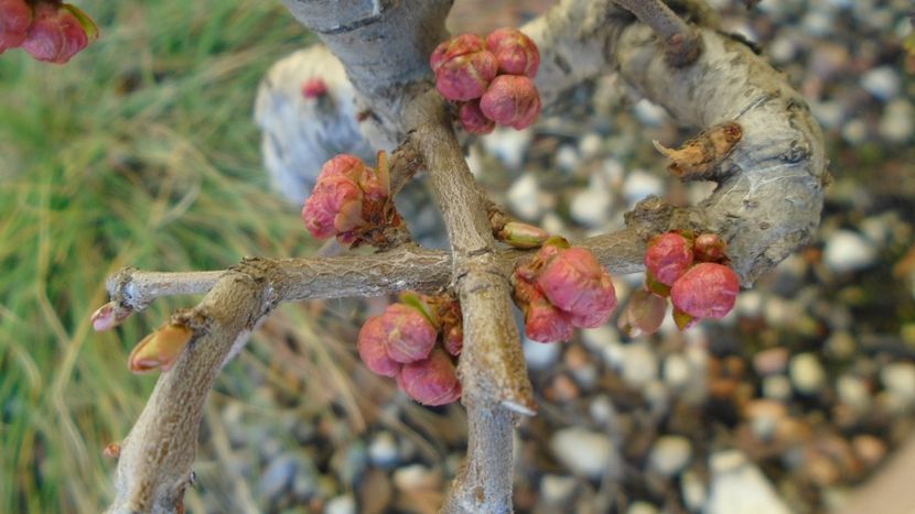 Gutui japonez, bonsai - v Iarna 2019-2020