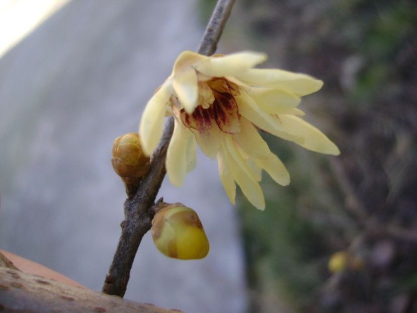 18 febr. 2020 - Arbustul zânei (Chimonanthus praecox) - Flori in plina iarna