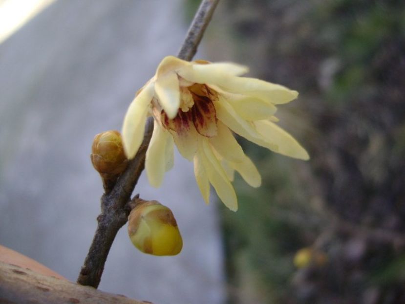 18 febr. 2020 - Arbustul zânei (Chimonanthus praecox) - Flori in plina iarna