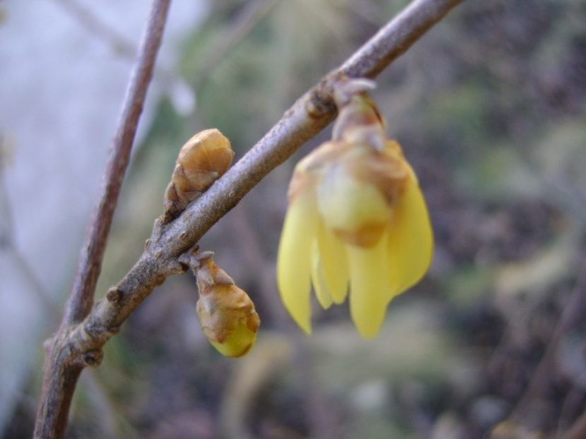 18 febr. 2020 - Arbustul zânei (Chimonanthus praecox) - Flori in plina iarna