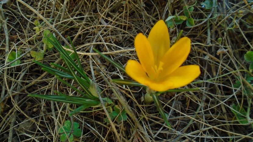 18 febr. 2020 - primii crocusi infloriti - Flori in plina iarna
