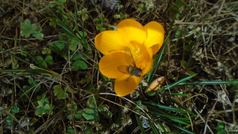 18 febr. 2020 - primii crocusi infloriti - Flori in plina iarna