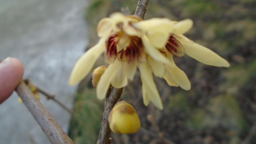 18 febr. 2020 - Arbustul zânei (Chimonanthus praecox) - v Iarna 2019-2020