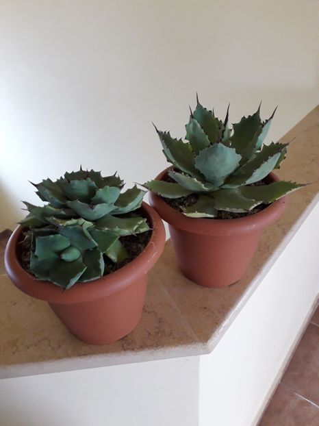 Agave isthmensis & Agave seemanniana - Agave si Yucca 2019