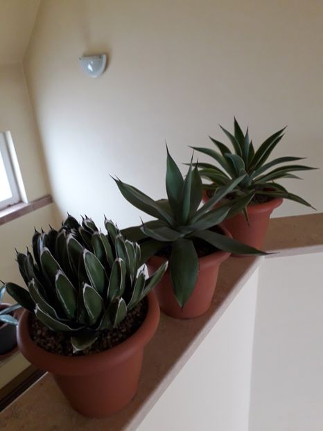 Grup de 3 agave - Agave si Yucca 2019