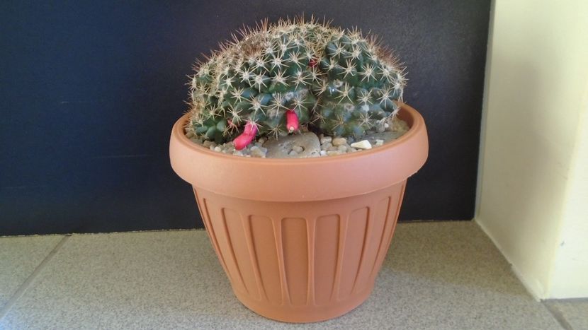 Mammillaria mammillaris - Cactusi 2020 - catalogare 3