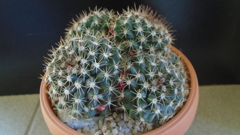 Mammillaria mammillaris - Cactusi 2020 - catalogare 3