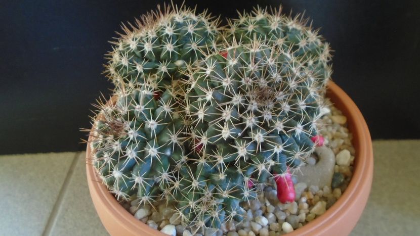 Mammillaria mammillaris - Cactusi 2020 - catalogare 3