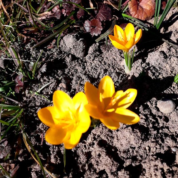  - AAAA__CROCUS 2016_2017_2018_2020_2021