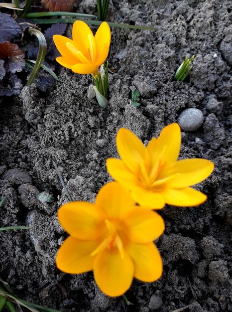  - AAAA__CROCUS 2016_2017_2018_2020_2021