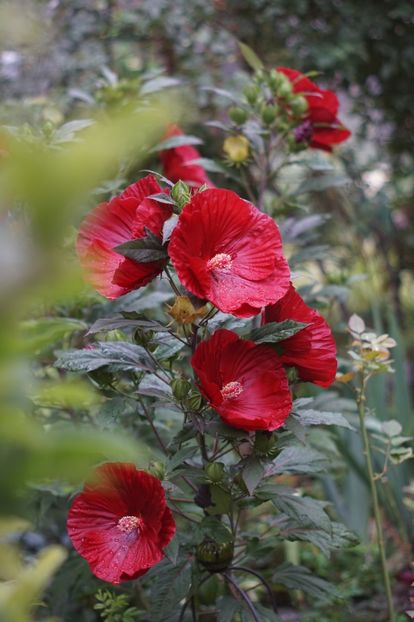  - Hibiscus de gradina